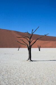 Desert dry tree photo