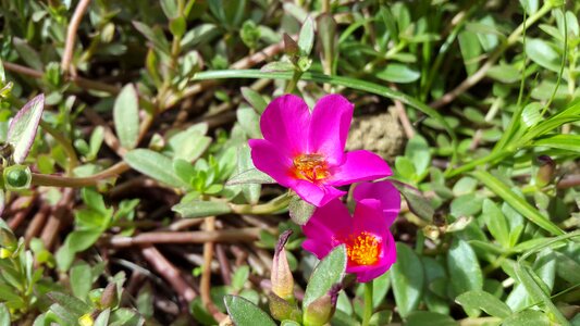 Purple flower pollen wild herbs