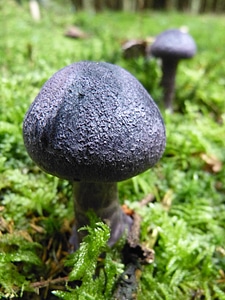 Blue forest floor moss