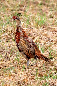 Bird poultry species photo