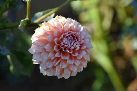 Pink garden