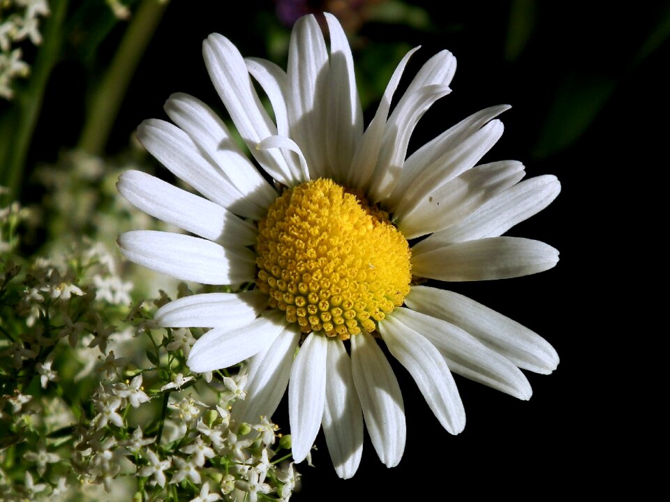 White flower plant