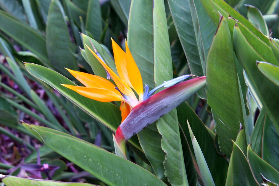 Flower blossom bloom