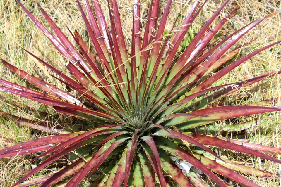 Perú landscape nature