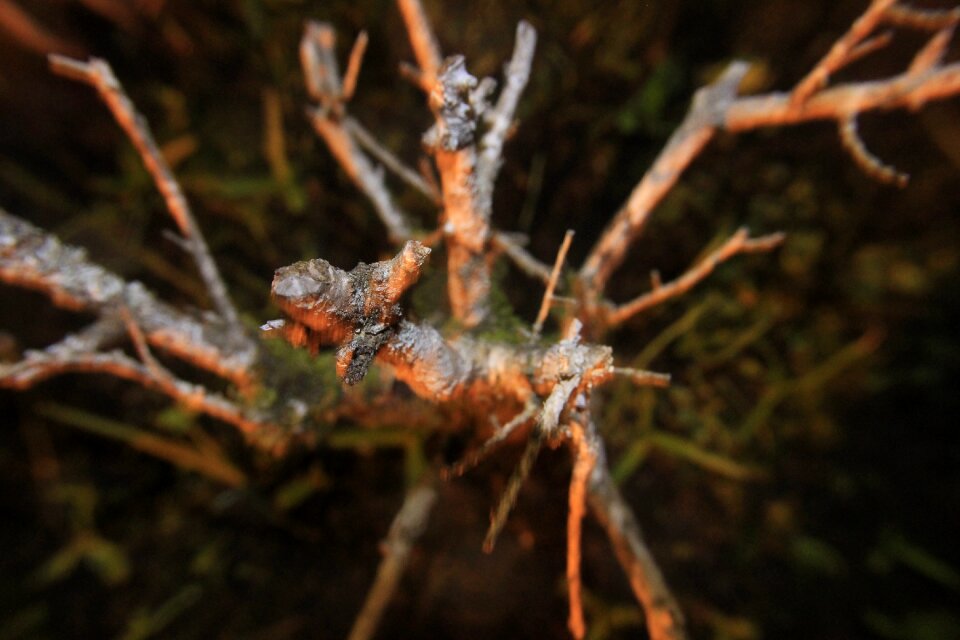 Tree landscape dry twigs