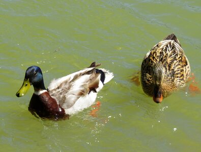 Waterfowl nature pond