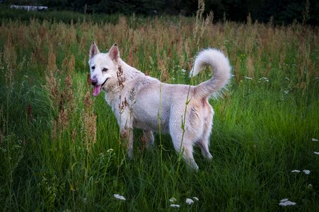 Dog white meadow