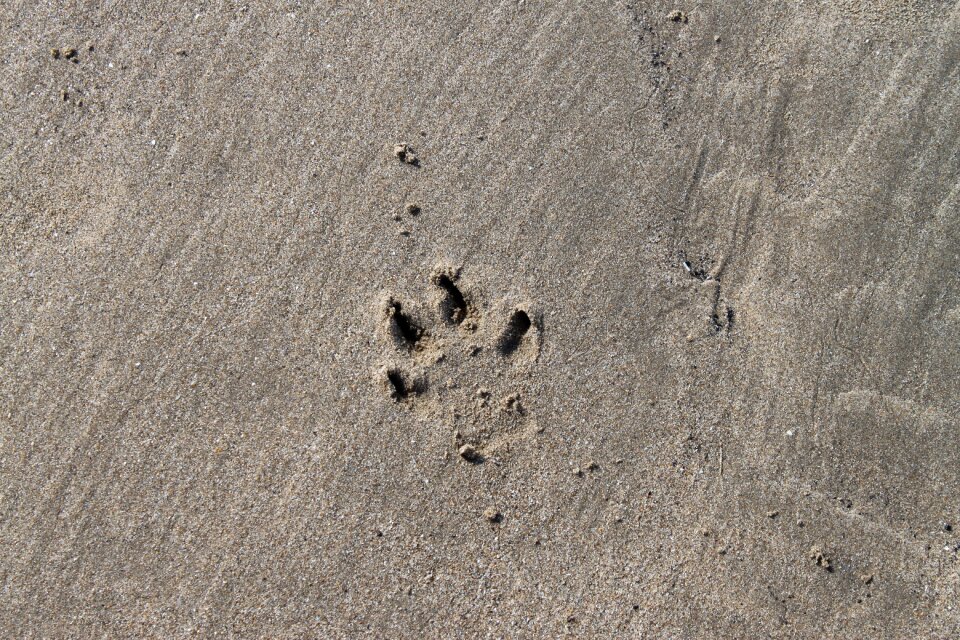 Coast sand sea