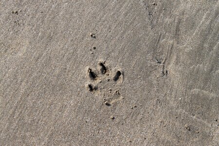 Coast sand sea photo