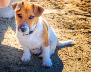 Cute puppy young photo