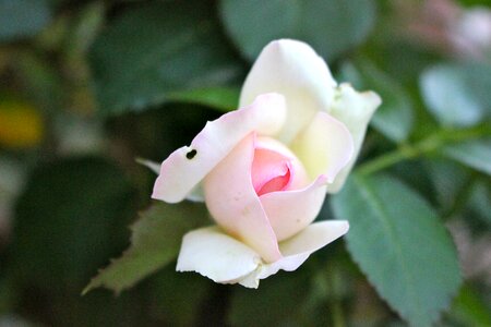 Old rose button which opens