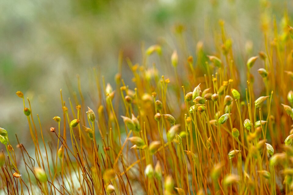 Nature moss macro