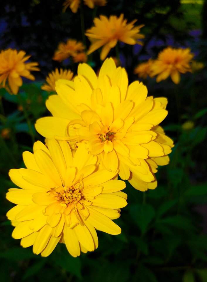 Plant asteraceae calliopsis