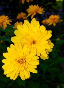 Plant asteraceae calliopsis
