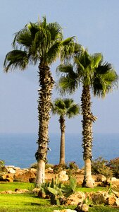 Summer cyprus
