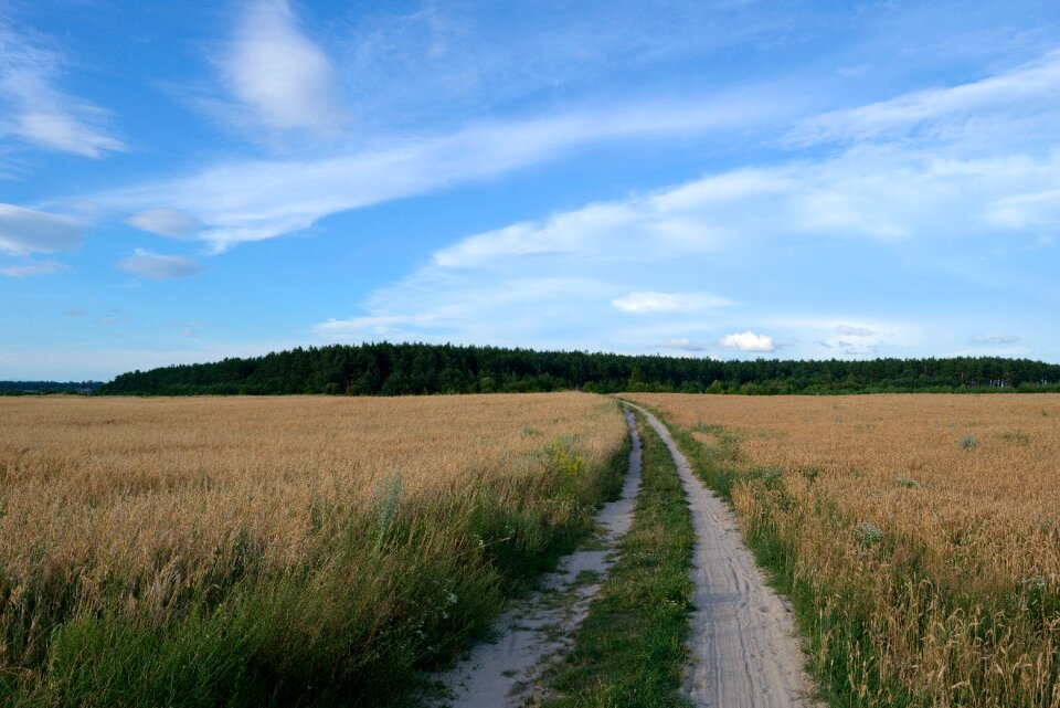 Nature sky summer