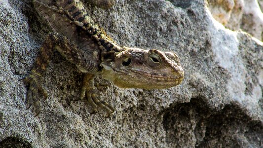 Reptile fauna animal