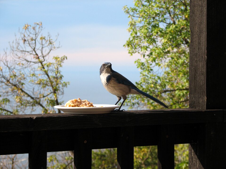 Oatmeal jay blue jay