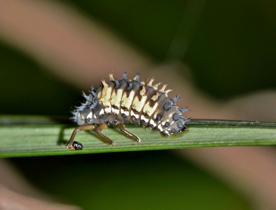 Bug small bug creature photo