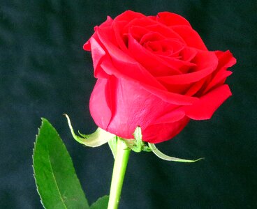 Red red rose pink background photo