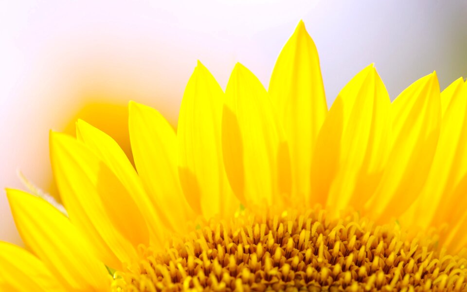 Flowers sunflower fresh