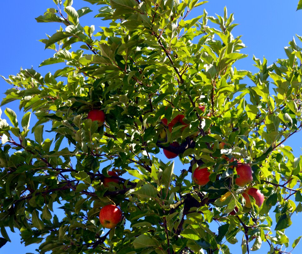 Branches healthy vitamins