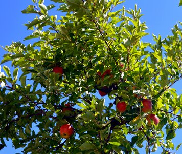 Branches healthy vitamins