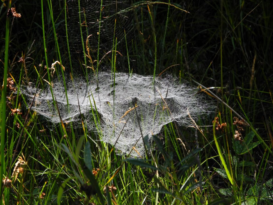 Web moist morgentau