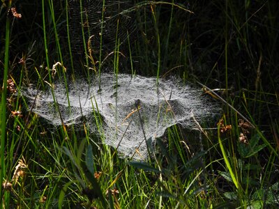 Web moist morgentau