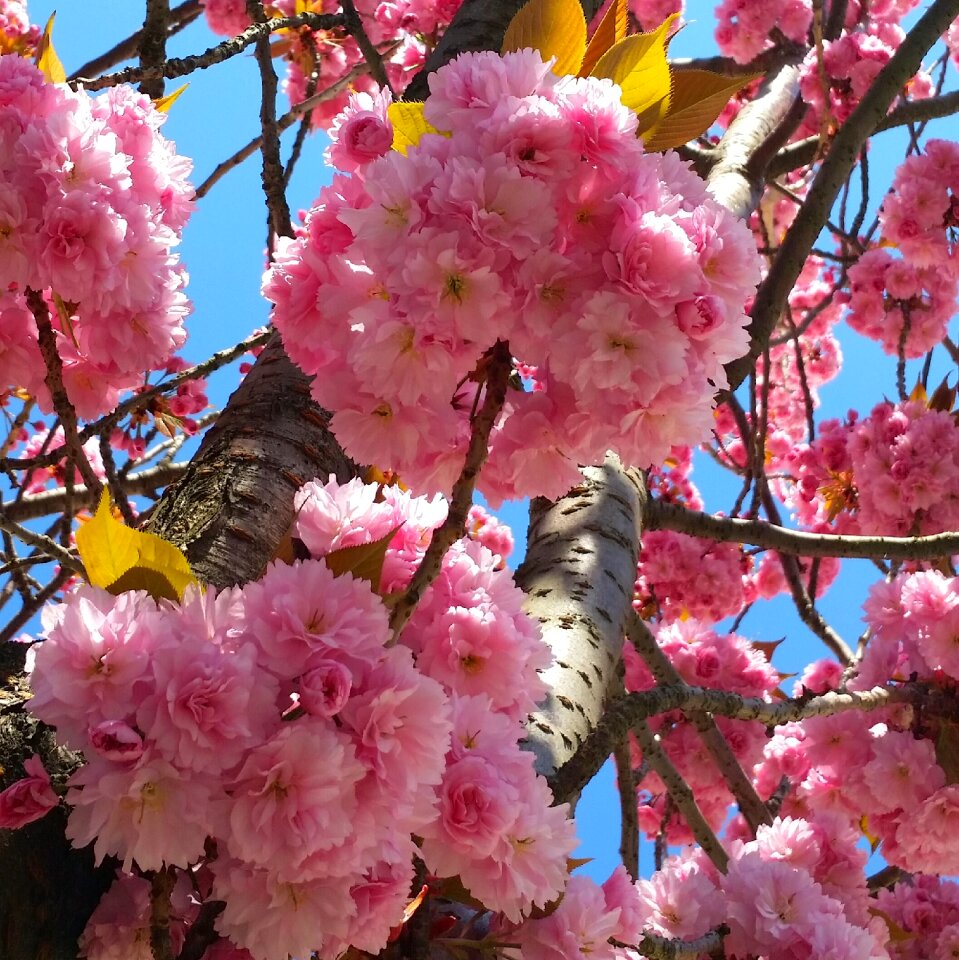 Cherry tree summer spring