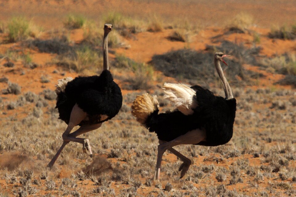 Fight ostrich africa