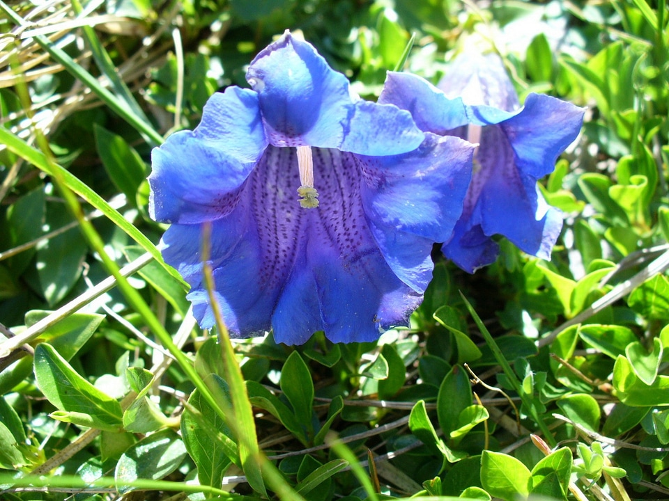 Blue flowers pink willow gentian