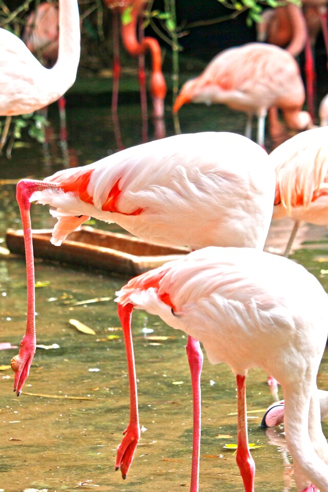 Pink flamingo bird zoo photo