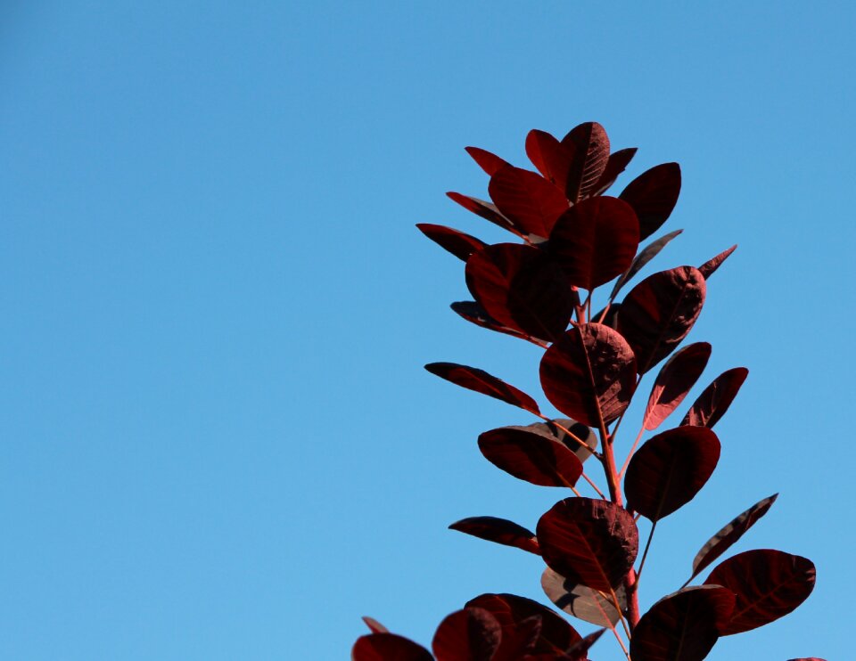 Colorful leaves red sky