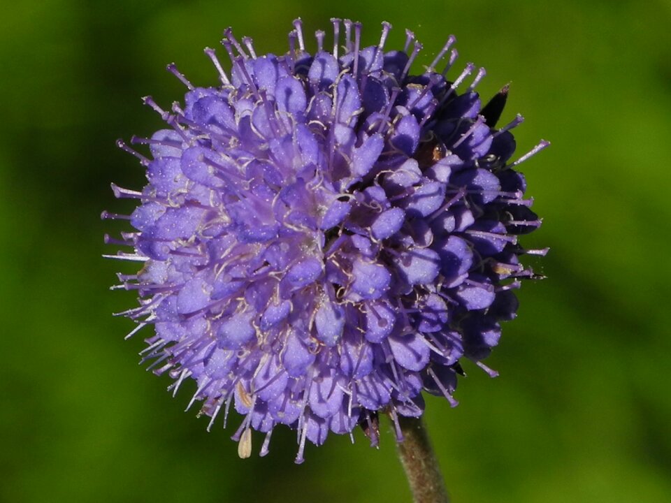 Flowers nature summer