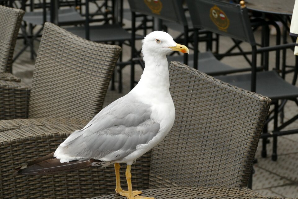 Seevogel bird animal