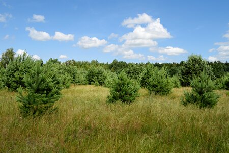 Nature coniferous tree landscape