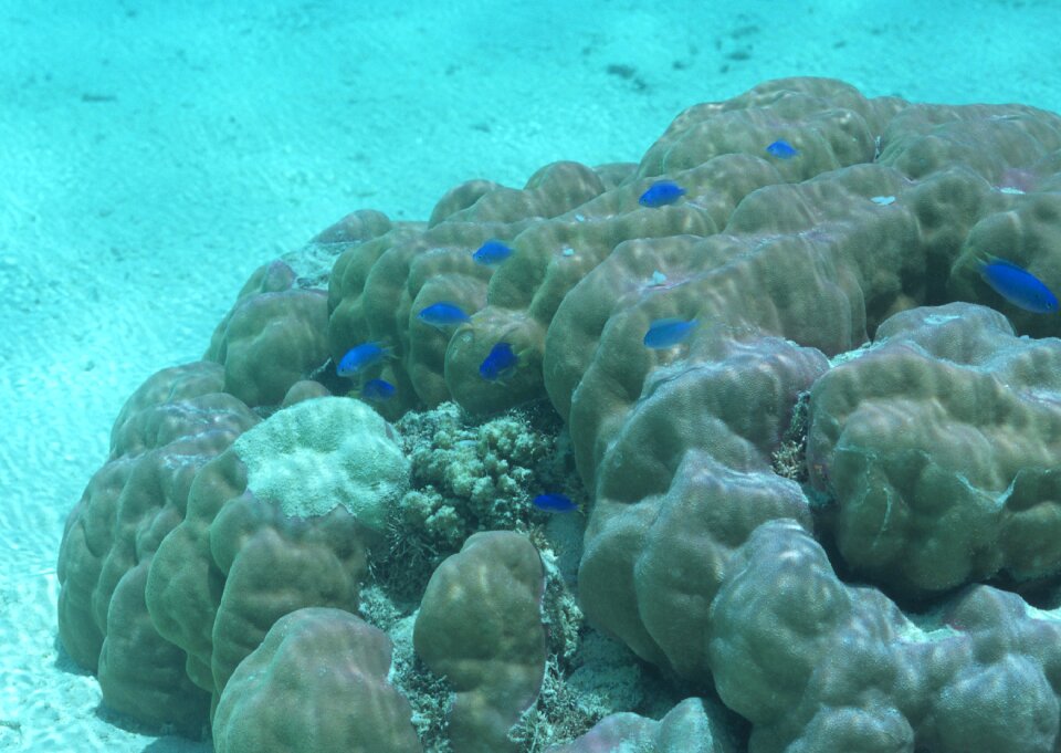 Underwater world coral reef