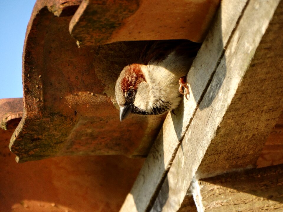Bird interior Free photos