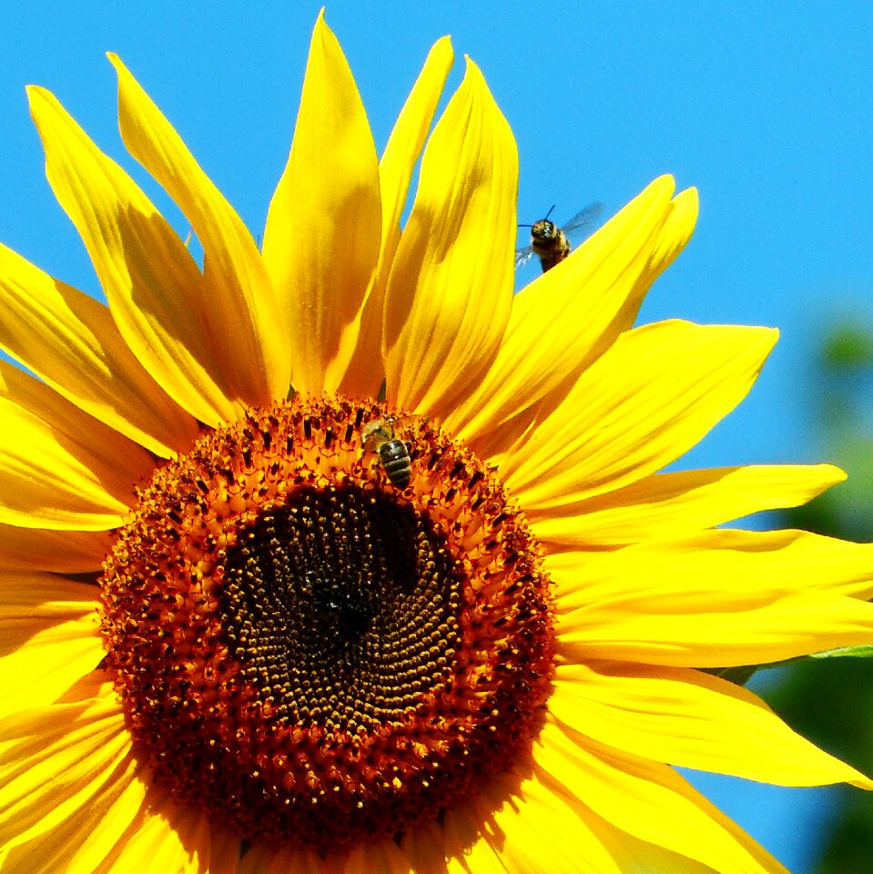 Bees flower meadow flowers