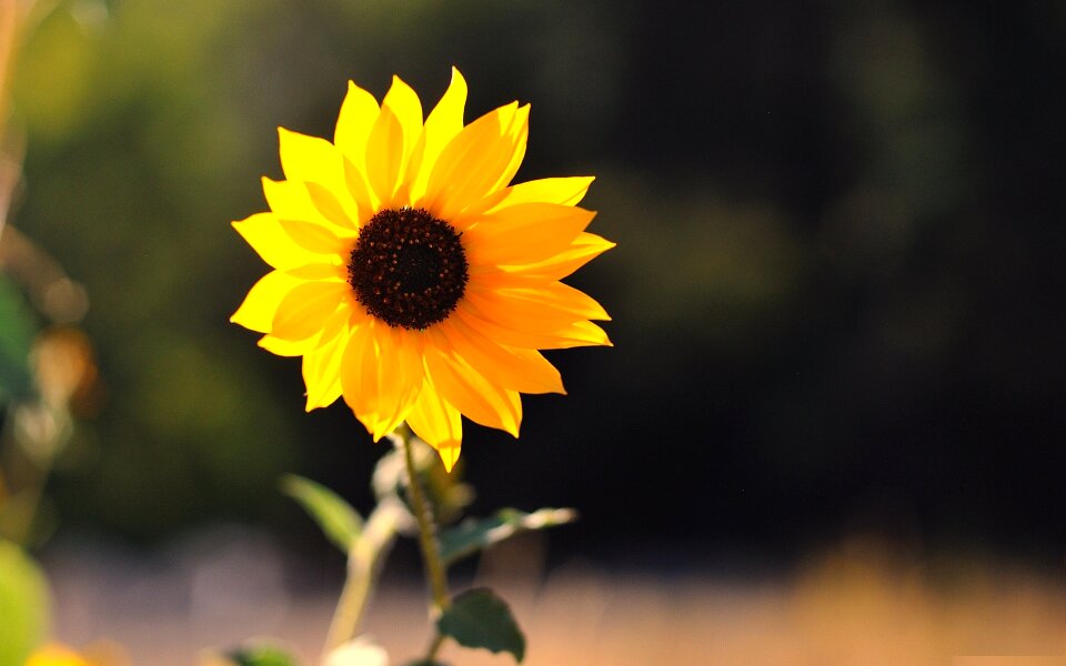 Flowers sunflower fresh