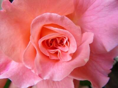 Flower core rose bloom smell photo