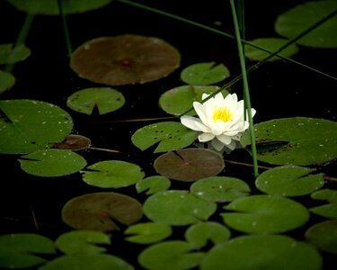 Lake nature green