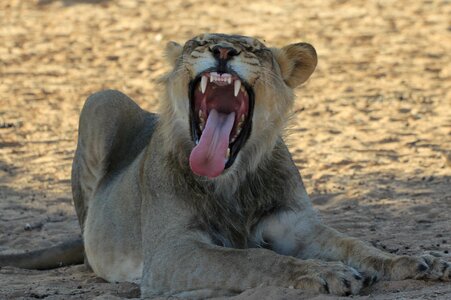 Teeth wildlife predator photo