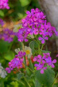 Summer botany balcony