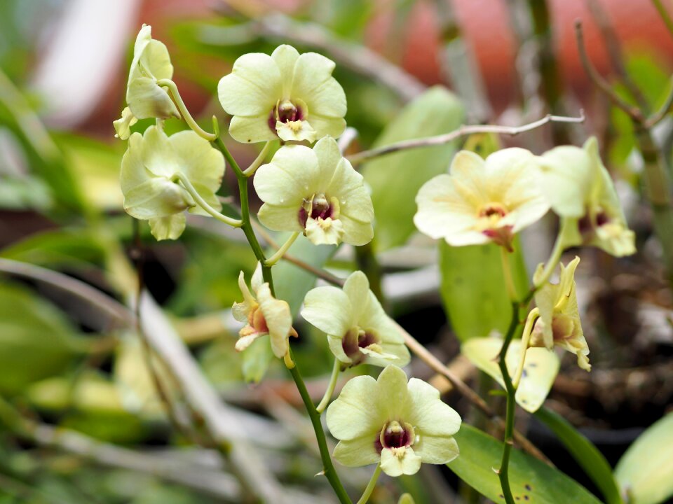 Nature white orchids white