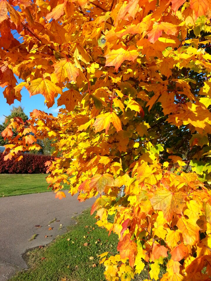 Autumn leaf yellow photo