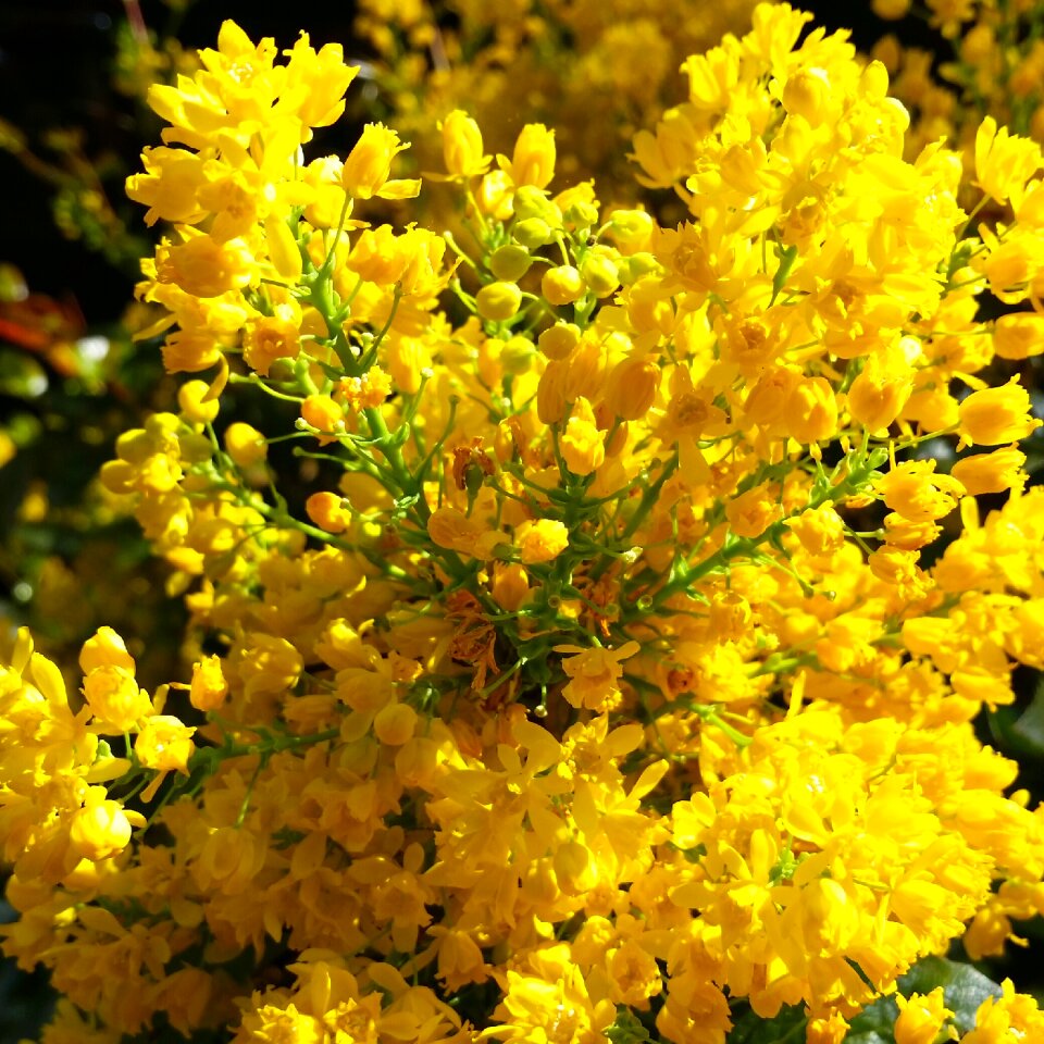 Spring garden garden forsythia