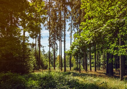Summer rest trees