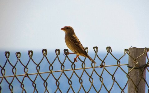 Animal freedom